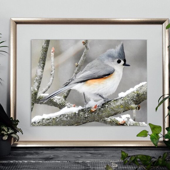 8x10 Tufted Titmouse in Snow Bird Photography Print‎ - Picture 4 of 5